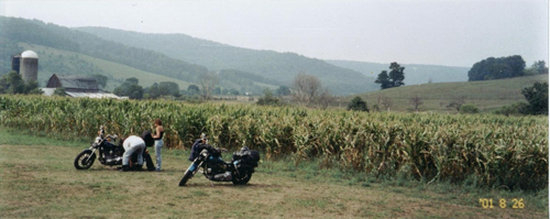 in corn field