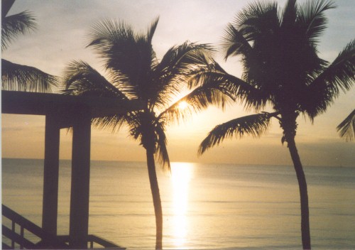 palms
